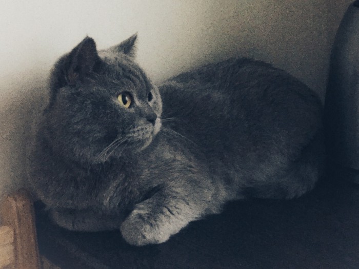 Котовторник