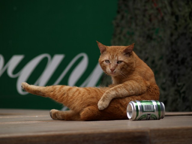 Котопятница: А кто не пьёт? Назови! ))
