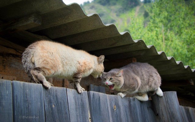 Немного милоты