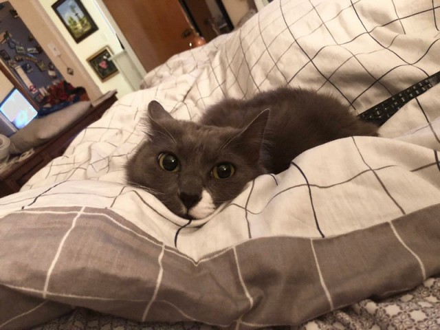 Прикольных котов пост
