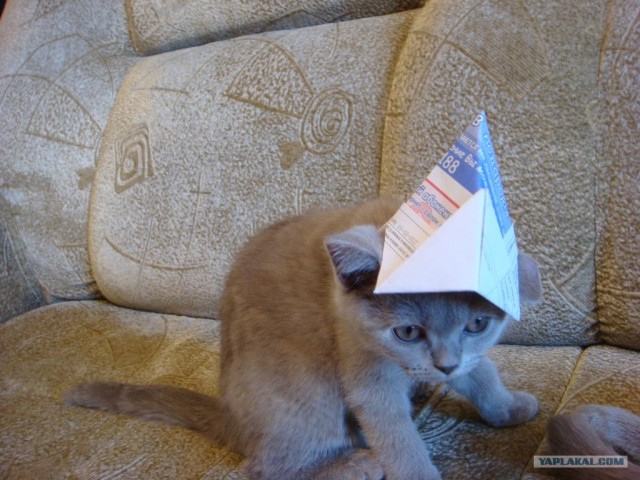 Начинаем котовторник!