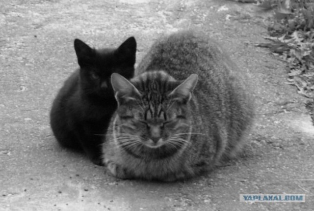 Котовторник объявляется открытым!