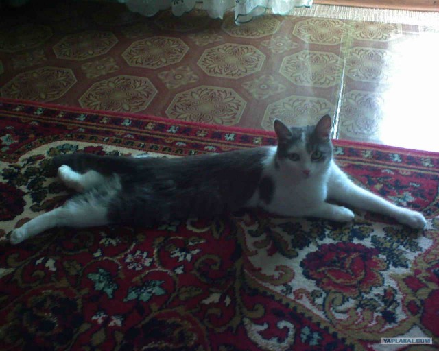 Первый котовторник июля
