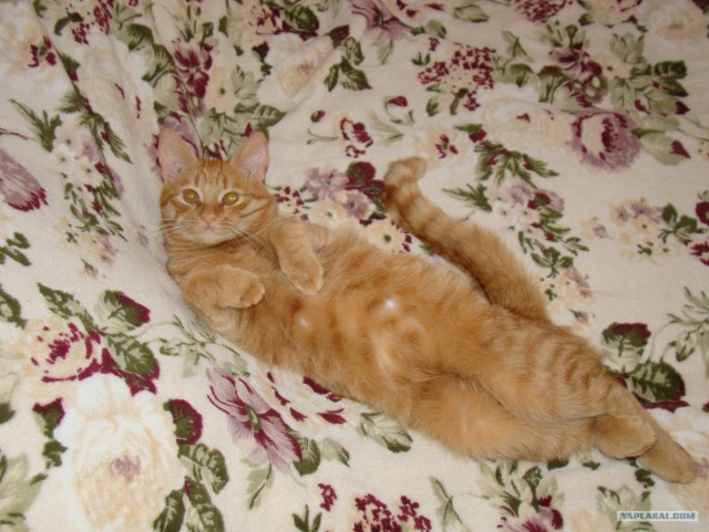 Котовторник с Кузей