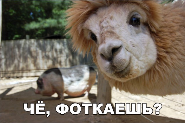 Милые животные. Мимиметр сломался