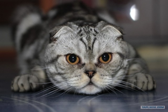 С котовторником !