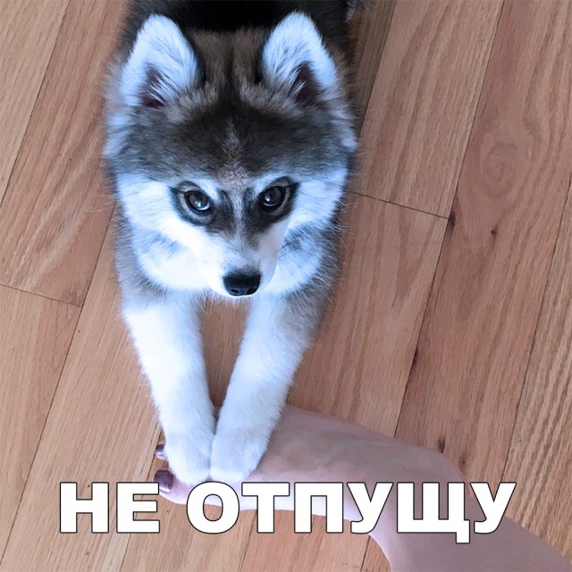 Милые животные. Мимиметр сломался