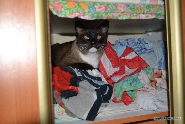 Котовторник 31.07.2012 г.