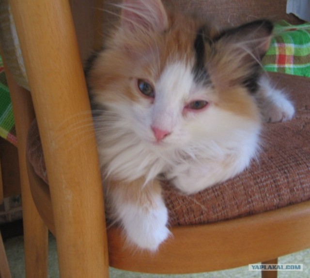 Котонянька и котовторник