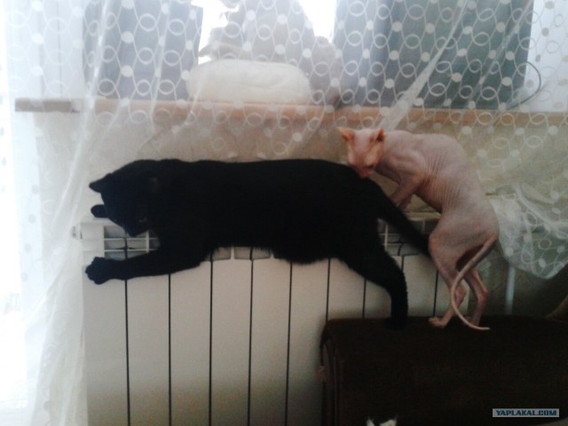 Котовторник 29.01.2013