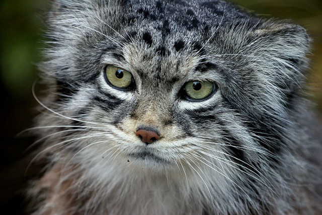 Дикий котовторник
