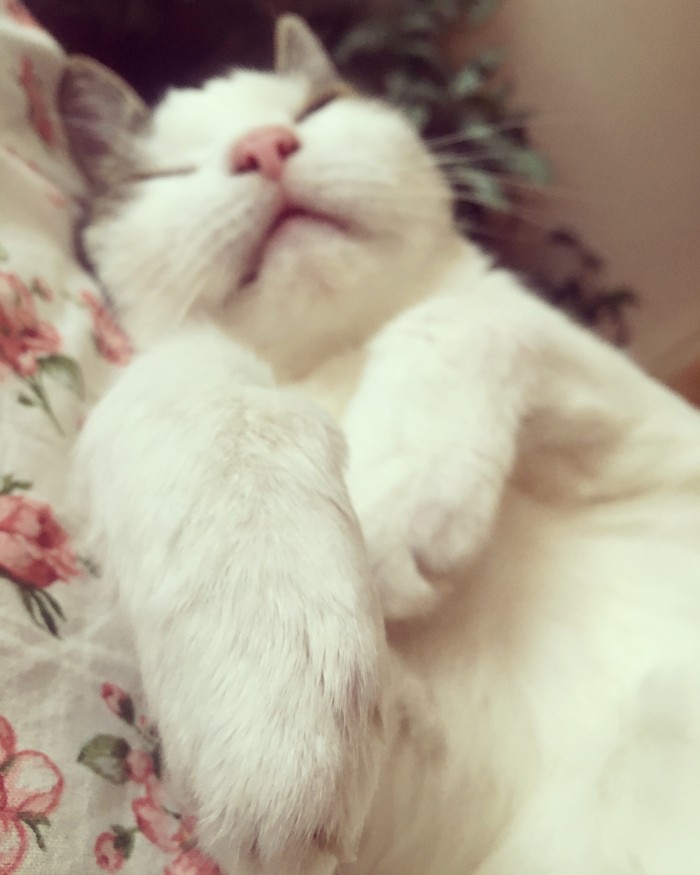 Кошки, которые заснули в самых невообразимых позах