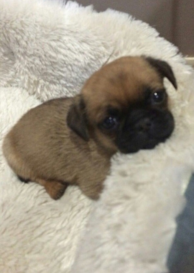 Живность из сети