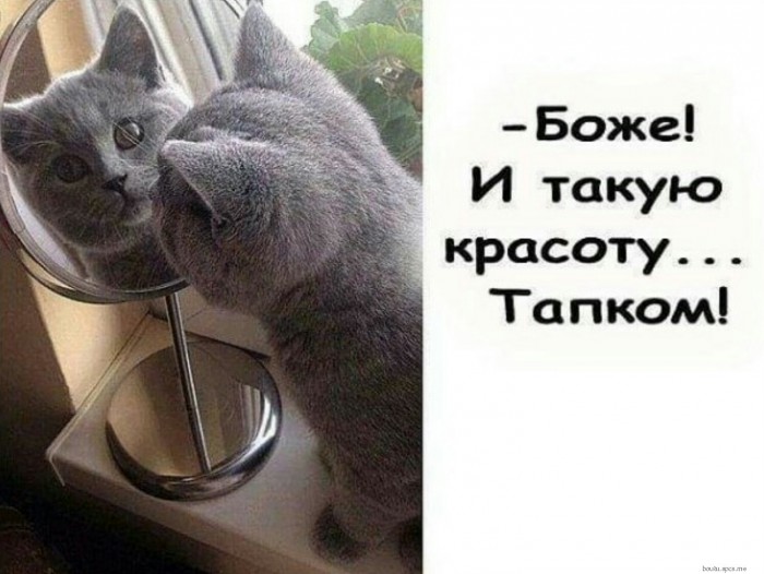 Котовторник 03.03.2020