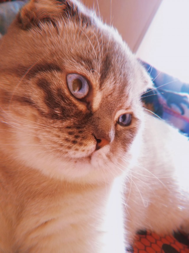 Котофеев пост