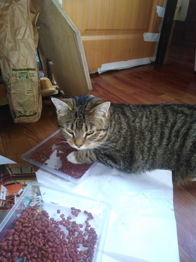 Коты, которые нас порадовали!