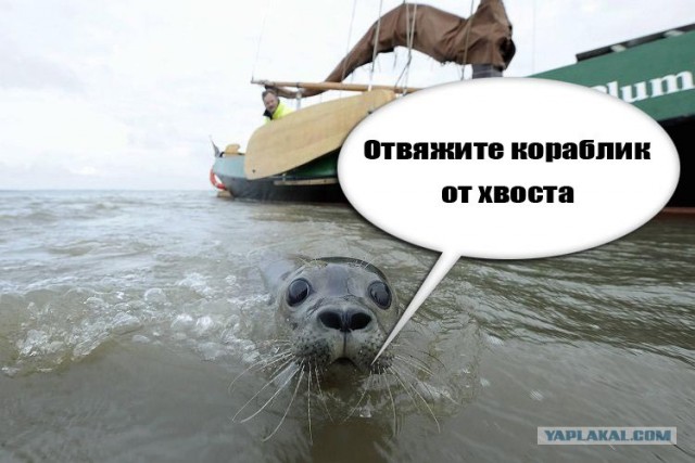Фотожаба: Испуганый морской котик
