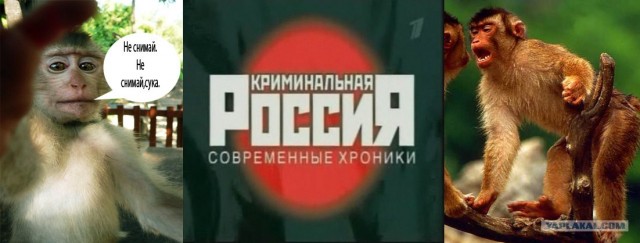 Фотожаба: ТВ программа