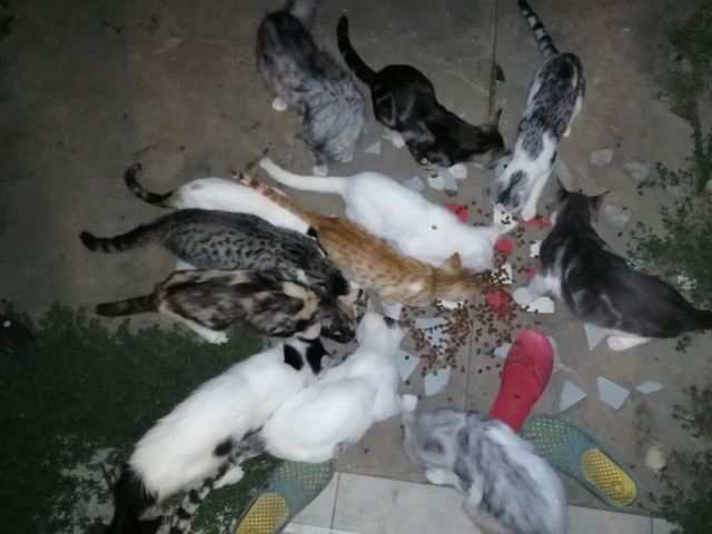 Кошка привела котят знакомиться со спасшей ее от голода женщиной