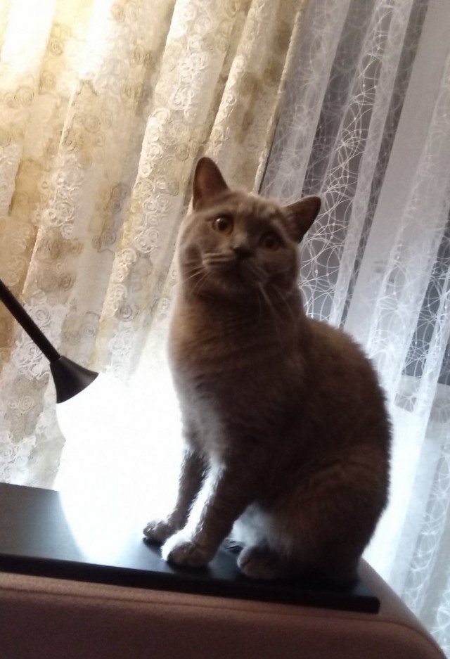 Всех с праздничком, но про котовторник не забываем))