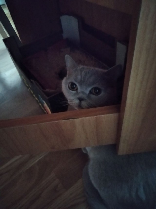 Подборка всякой живности