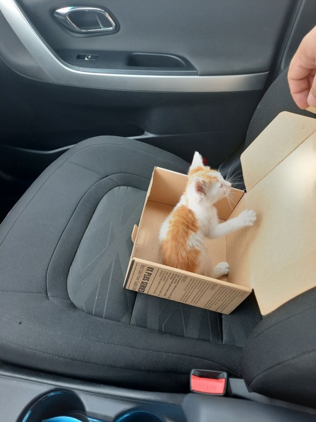 Дурному котёнку 22 км не крюк