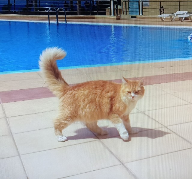 К котовторнику