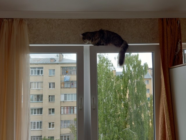 Кот Мейн-кун: царь домашних кошек!