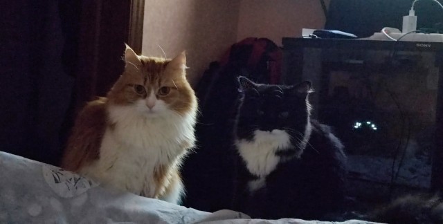Котовторник. Февраль