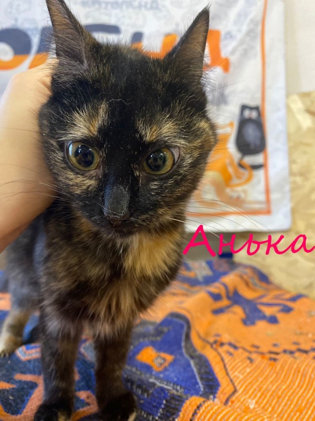 Жизнь домашнего приюта "Котоленд" 375