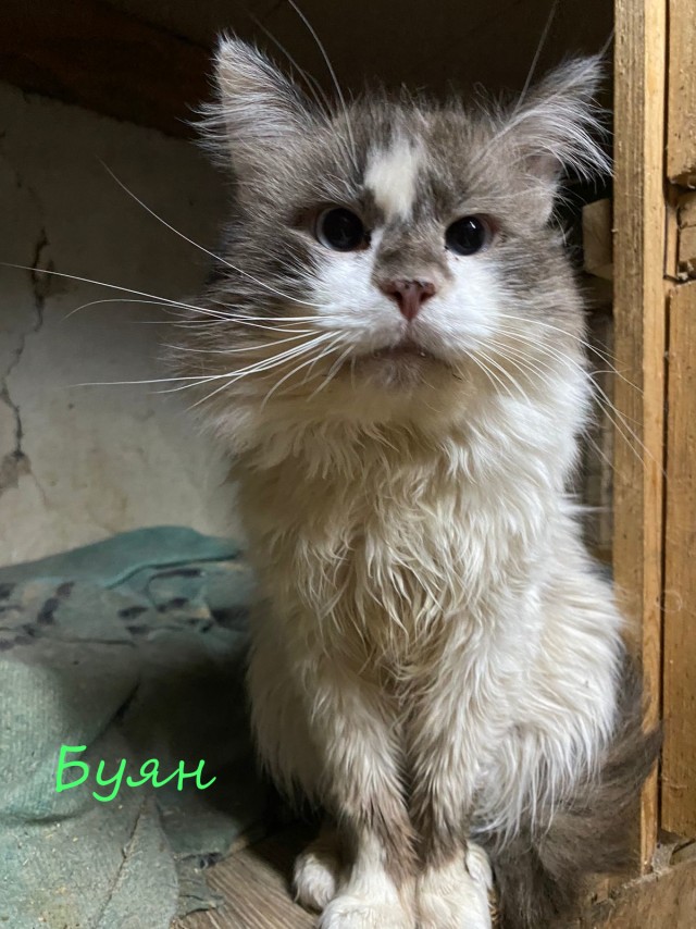 Жизнь домашнего приюта "Котоленд" 381
