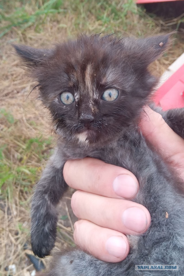 Коты пролетарии