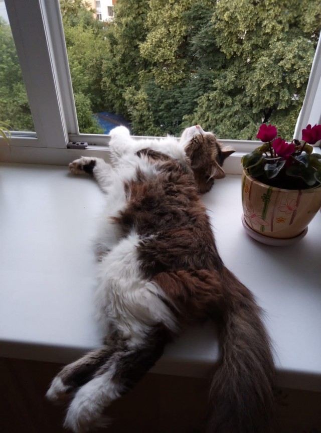 Котовторник! 16+ Коллеги-рабы, отмечаемся, у кого хозяину много лет!