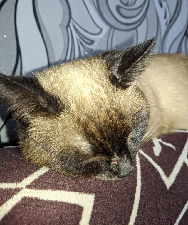 К - Котовторник ☺ Пополнение