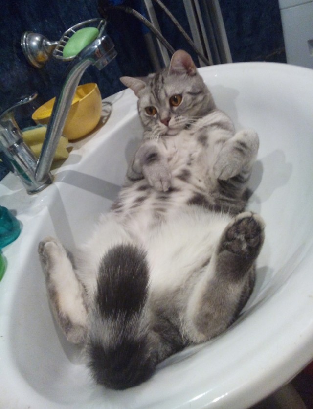 Юбилей кота 09.ХII.2013
