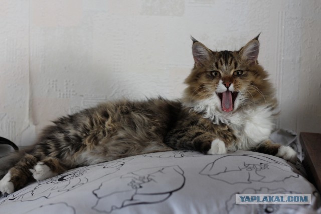Котовторник 30.04.2013