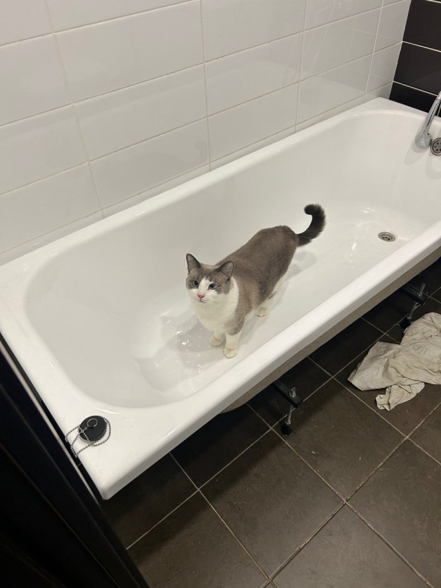 Котокартинки