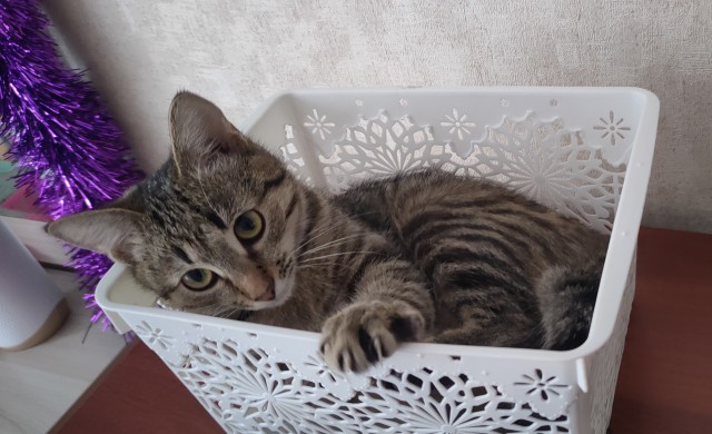 Первый Котовторник 2024