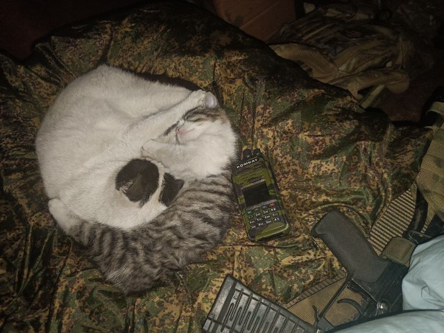 Как кот провожает меня на работу после праздников