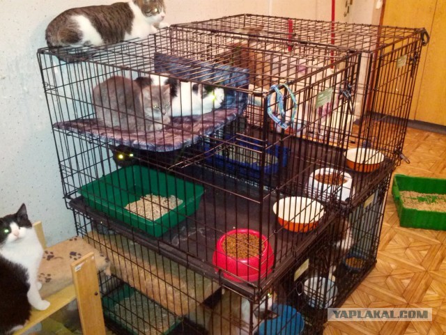 Кошачий приют