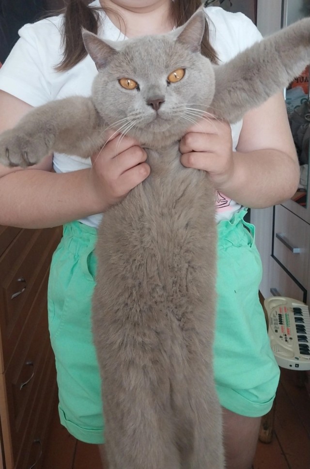Теперь и мы - участники котовторника!