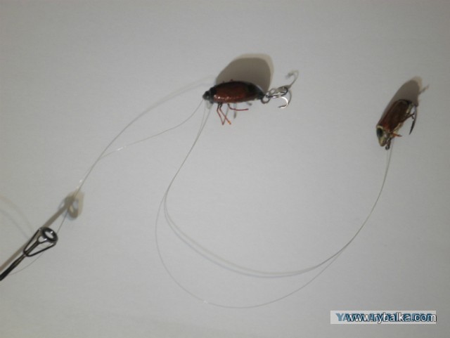 Ловля голавля на майского жука.