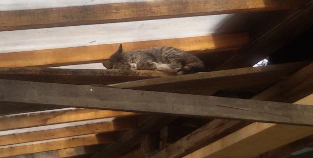 Купила кошке ковëр