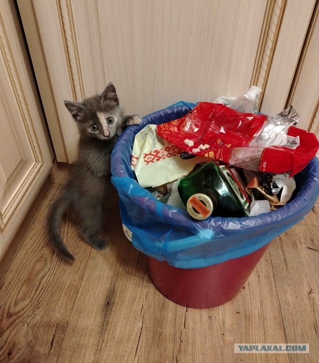 На котовторник