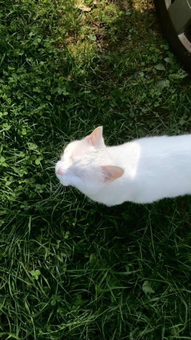 Слепоглухая кошка