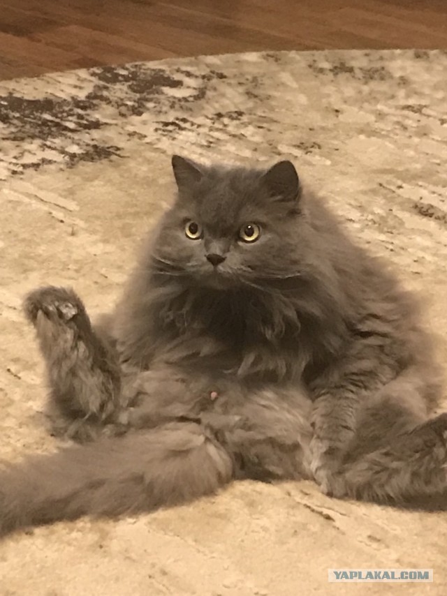 К котовторнику. Кот Роршаха