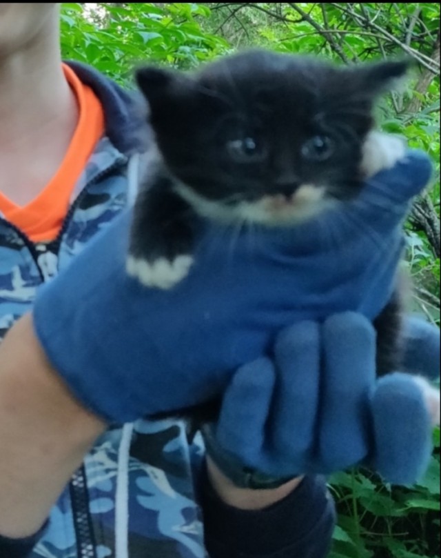 Сегодня котовторник