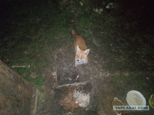 Жизнь домашнего приюта для котеек 537