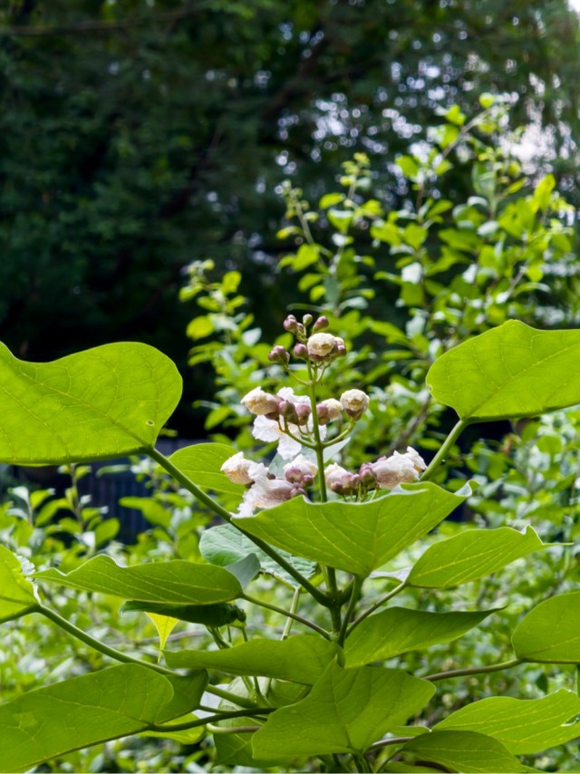 Хвастаюсь:) первый раз зацвела Катальпа!