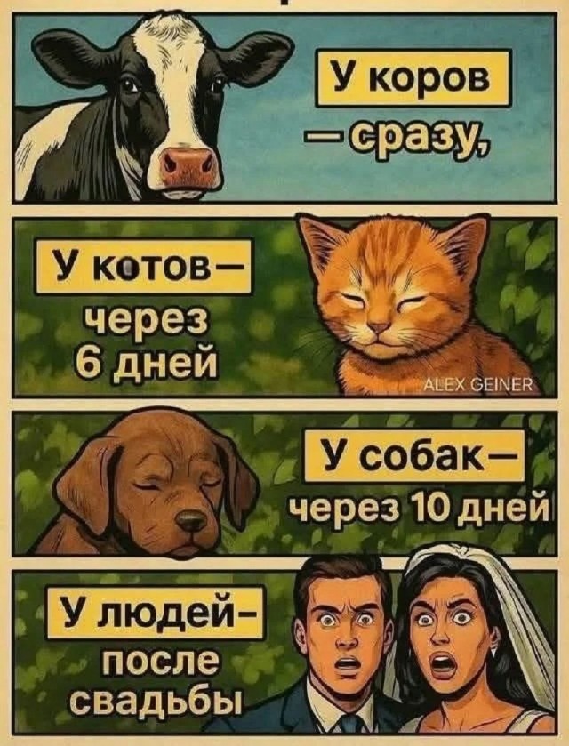 Так себе картинки 28.08.25